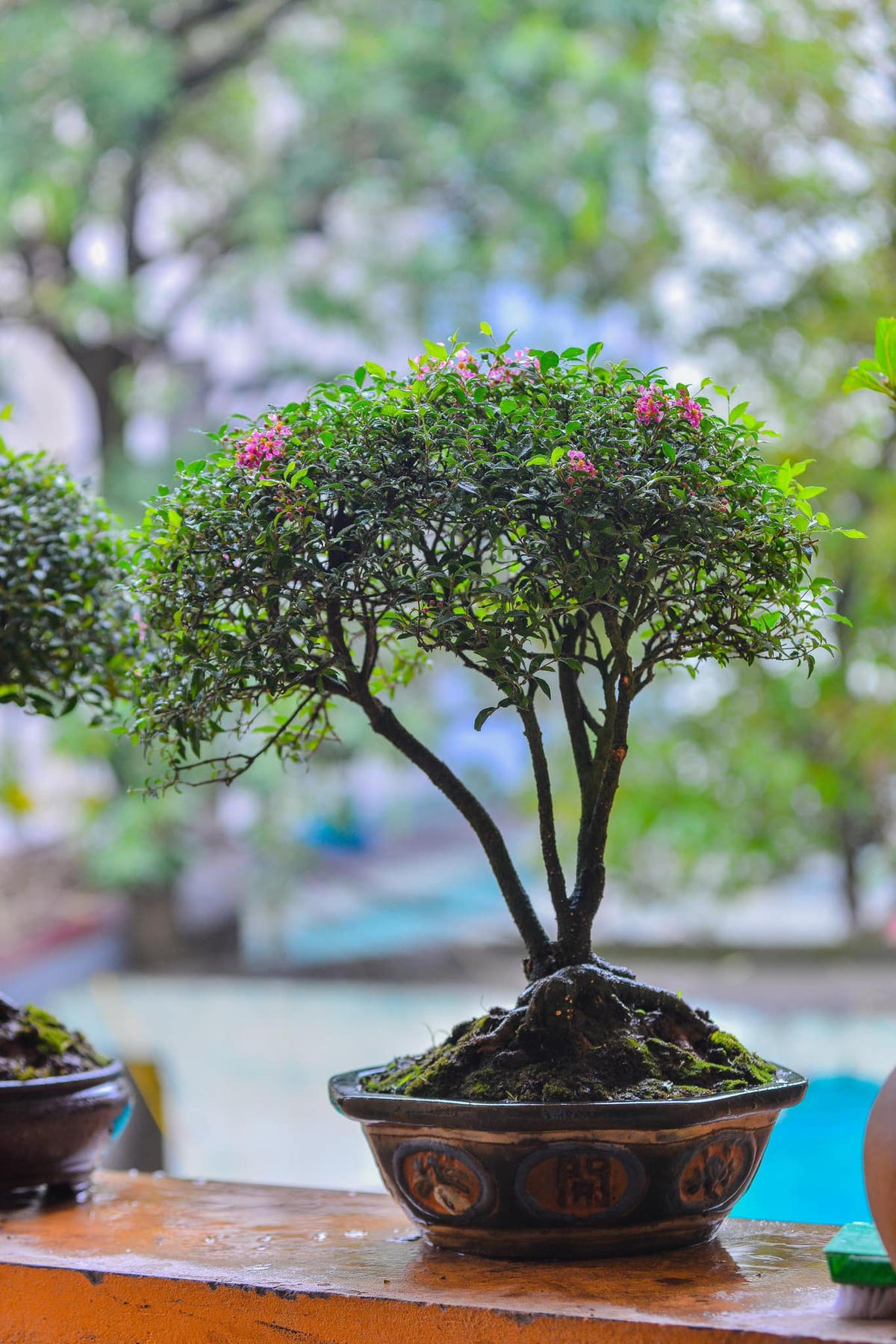 Anh Huy sở hữu cho mình bộ sưu tập cây bonsai độc đáo.