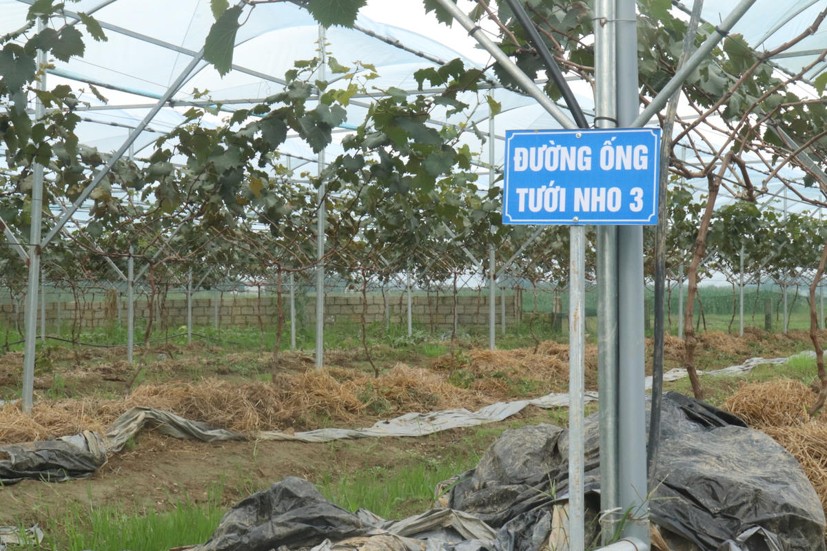 Dù là năm đầu tiên triển khai mô hình trồng nho nhưng kết quả thu về rất khả quan.