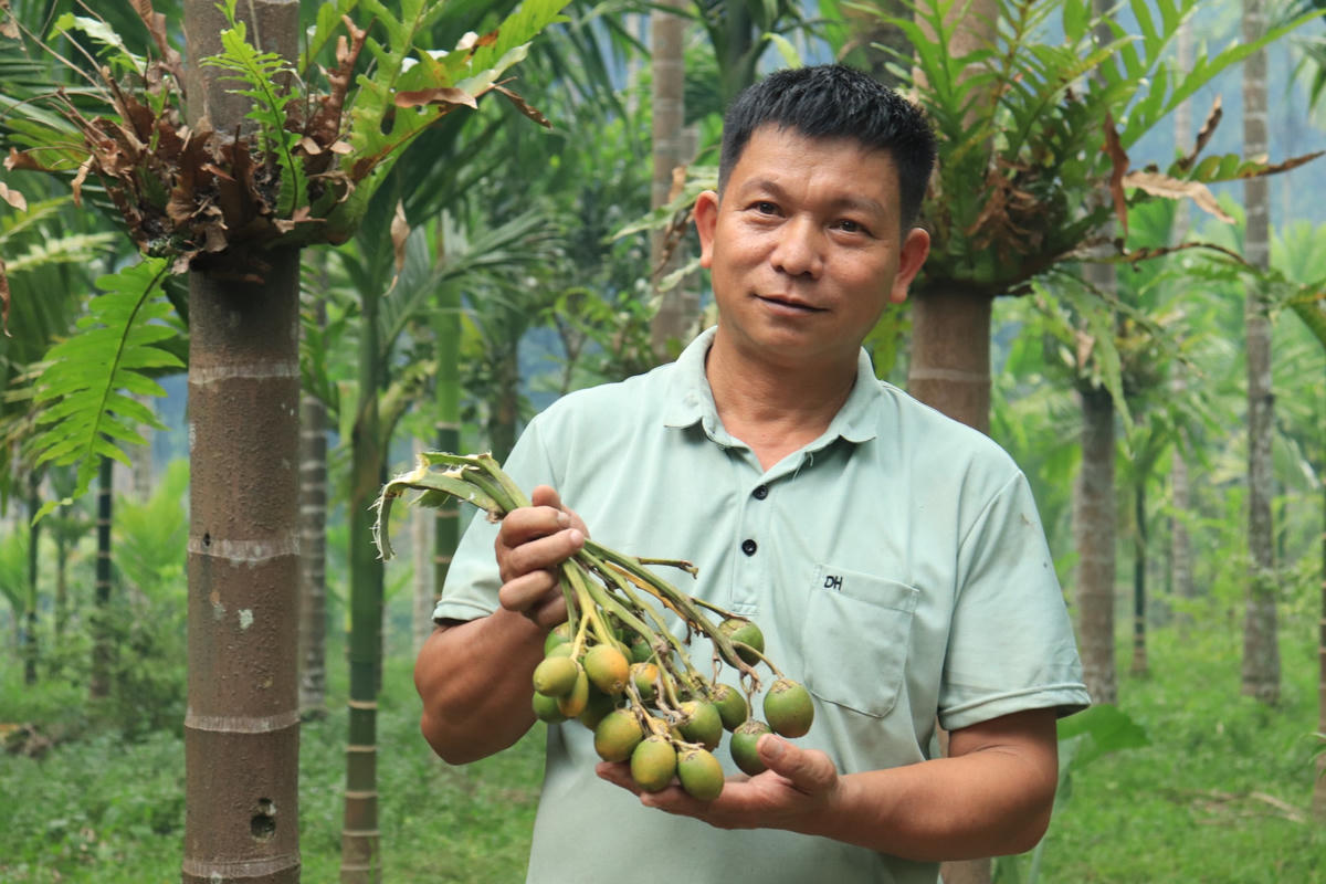 "Cau có bao nhiêu thương lái mua bấy nhiêu, trồng nhiều cũng không đủ cung cấp cho họ. Ở đây, khi ai đó có nhu cầu muốn trồng cây này, tôi sẵn sàng tư vấn, đem hết những thứ mình biết để giúp đỡ bà con", anh Dũng chia sẻ.
