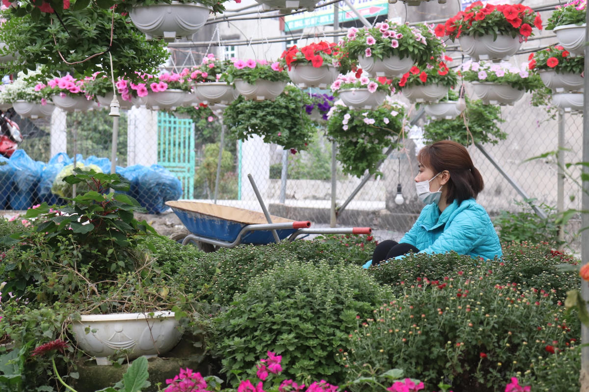 "Thời điểm này năm ngoái, vườn hoa của gia đình đã được khách đến mua và đặt gần hết nhưng năm nay mới chỉ bán được 30 - 40%. Năm trước, vườn hoa của gia đình anh thu được khoảng 500 triệu. Năm nay với tình hình hiện tại, thu nhập khó được như trước", chủ vườn hoa chia sẻ.