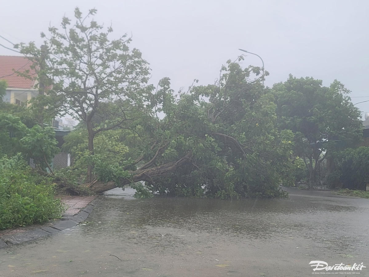 Nhiều cây cối gãy đổ trước giờ bão đổ bộ. Ảnh: Quốc Thanh.
