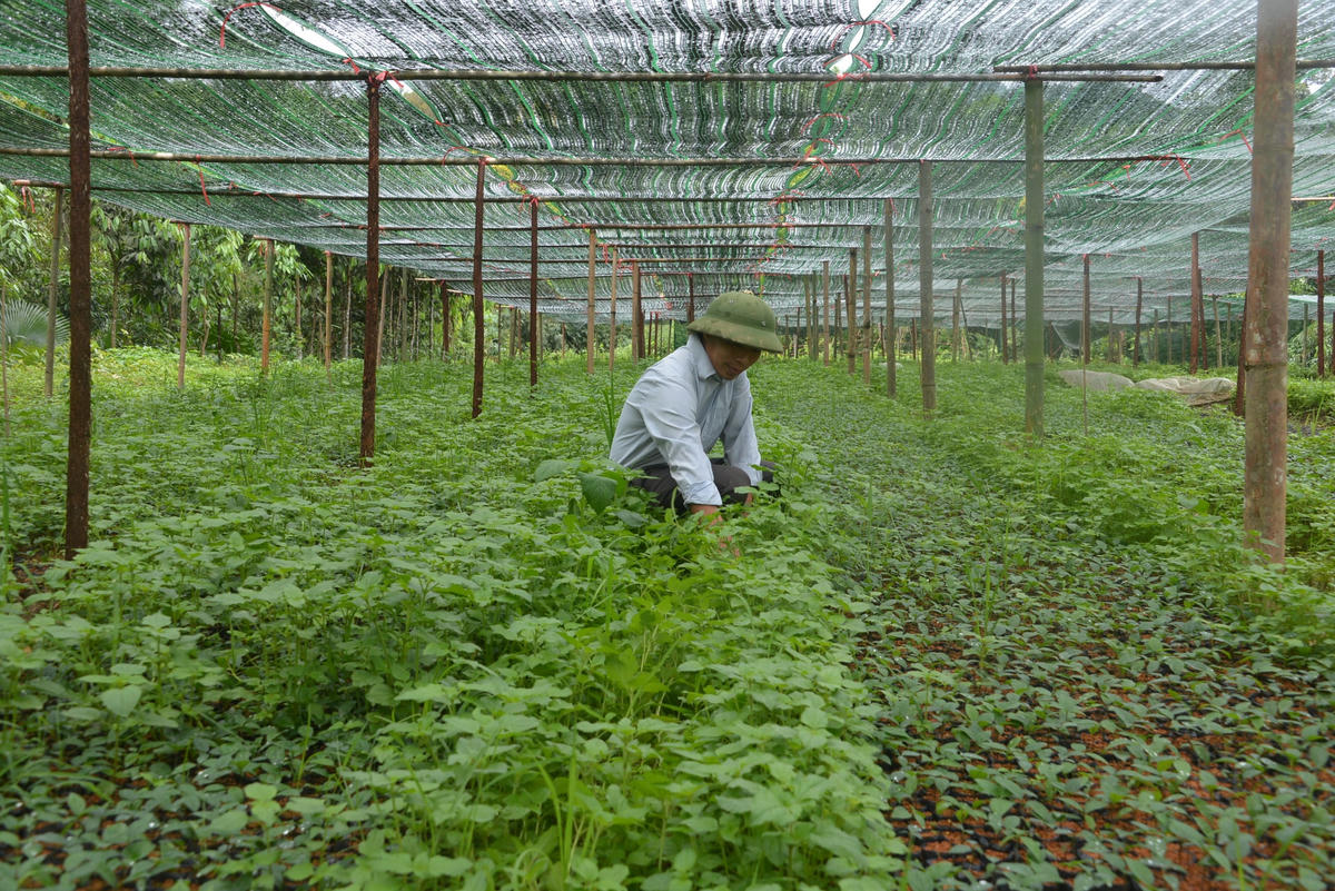 Anh Triệu Quay Phúc chăm sóc vườn ươm giống cây quế, nhân rộng mô hình trồng quế tại Ba Chẽ và các vùng lân cận. 