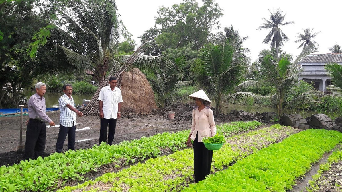Nghề trồng rau, màu giúp cho nhiều hộ gia đình người Khmer tại Bạc Liêu tăng thu nhập.