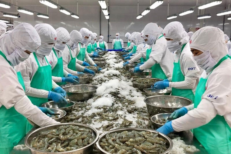 Chế biến tôm xuất khẩu.