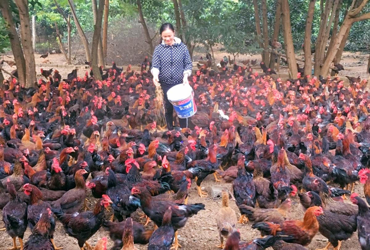 Người chăn nuôi gặp nhiều khó khăn do giá xuống thấp.