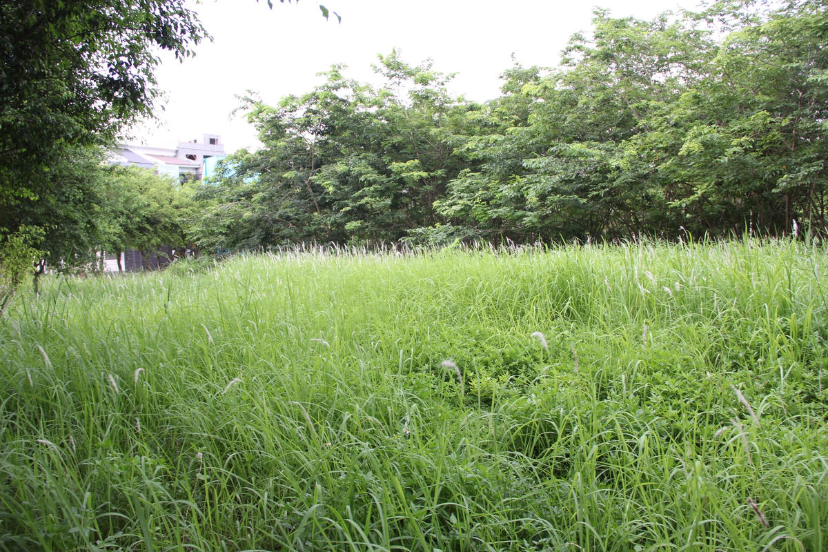 Cỏ mọc um tùm.