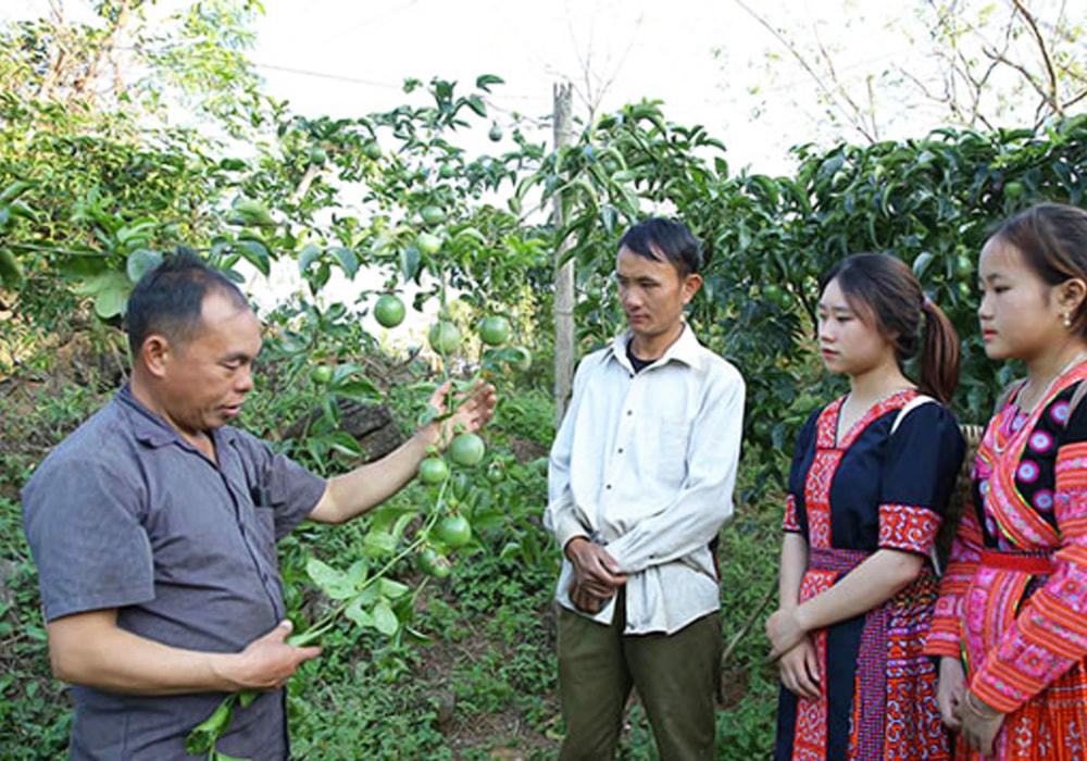 Người có uy tín xã Lóng Sập (huyện Mộc Châu, tỉnh Sơn La) hướng dẫn bà con chăm sóc cây ăn quả.