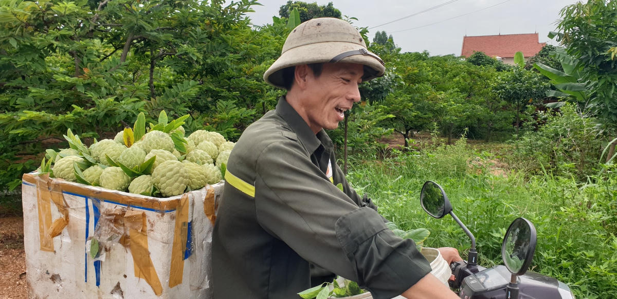 Để thúc đẩy tiêu thụ na trong chính vụ này, từ khá sớm TX Đông Triều chỉ đạo tăng cường quảng bá hình ảnh quả na trên các trang truyền thông của địa phương DDCI Đông Triều, Đông Triều mart; khuyến khích các hộ dân bố trí các điểm cân na, bến bãi đậu đỗ thuận tiện cho phương tiện thu mua na của thương lái.