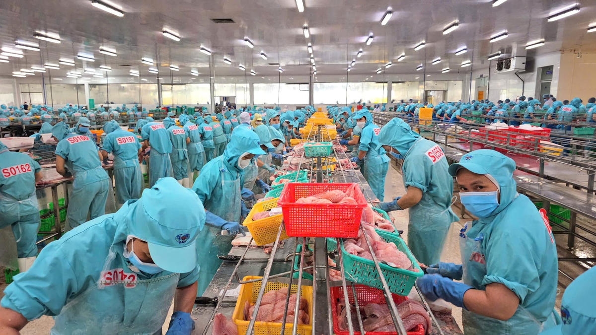 Chế biến cá tra xuất khẩu tại nhà máy chế biến thủy sản của tập đoàn Sao Mai - ảnh Khắc Quang - Quang Minh (1)