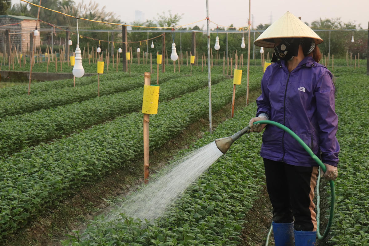 Để đảm bảo cho vườn hoa tết đẹp, ưng ý, ngoài việc xuống giống đúng thời vụ còn phải cẩn thận lựa chọn những cây khỏe mạnh để trồng, chăm sóc kỹ lưỡng, thường xuyên tỉa nhánh, bấm ngọn để cụm hoa được tròn trịa, cho ra nhiều nhánh, nhiều bông.