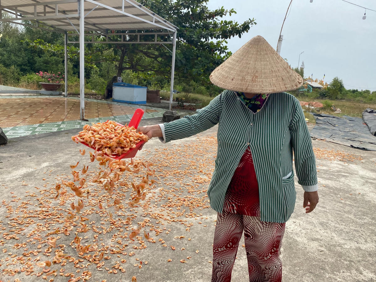 Nghề làm tôm khô truyền thống của ngư dân.  