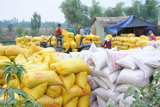 Gạo xuất khẩu giảm giá liên tục trong vòng 1 tuần qua.