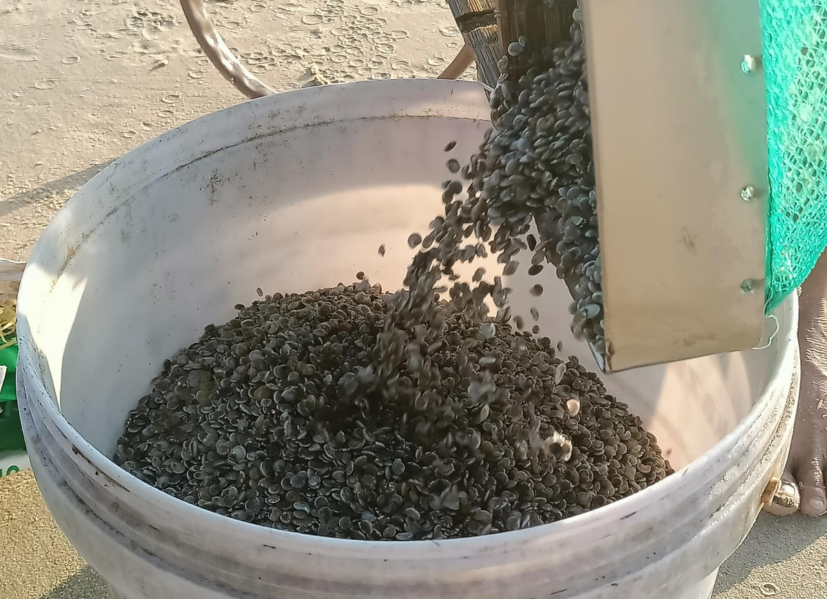 Ốc gạo do ngư dân Quảng Nam đánh bắt được.