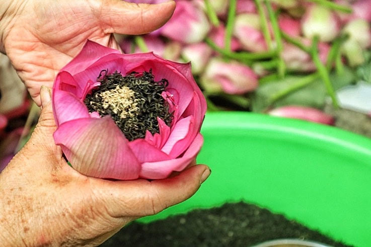 Để tạo ra loại trà sen đặc biệt nhất, gia đình bà Dần lựa chọn loại trà thượng hạng Thái Nguyên. Kinh nghiệm của bà Dần cho biết trà ngon là búp của những cây có tán cao, khi mới uống thấy hơi chát nhưng càng lắng sâu từ lưỡi, vòng họng và cổ sẽ cảm nhận được vị ngọt. Tiếp đến là chọn sen và đương nhiên là sen hồ Tây.