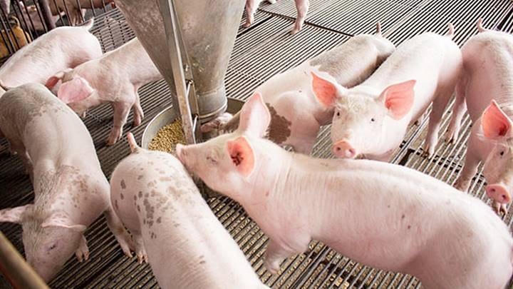 Phụ thuộc nguồn nguyên liệu khiến ngành chăn nuôi gặp nhiều áp lực về chi phí.