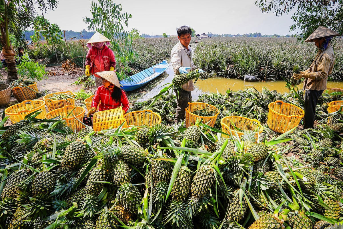 Thu hoạch dứa.