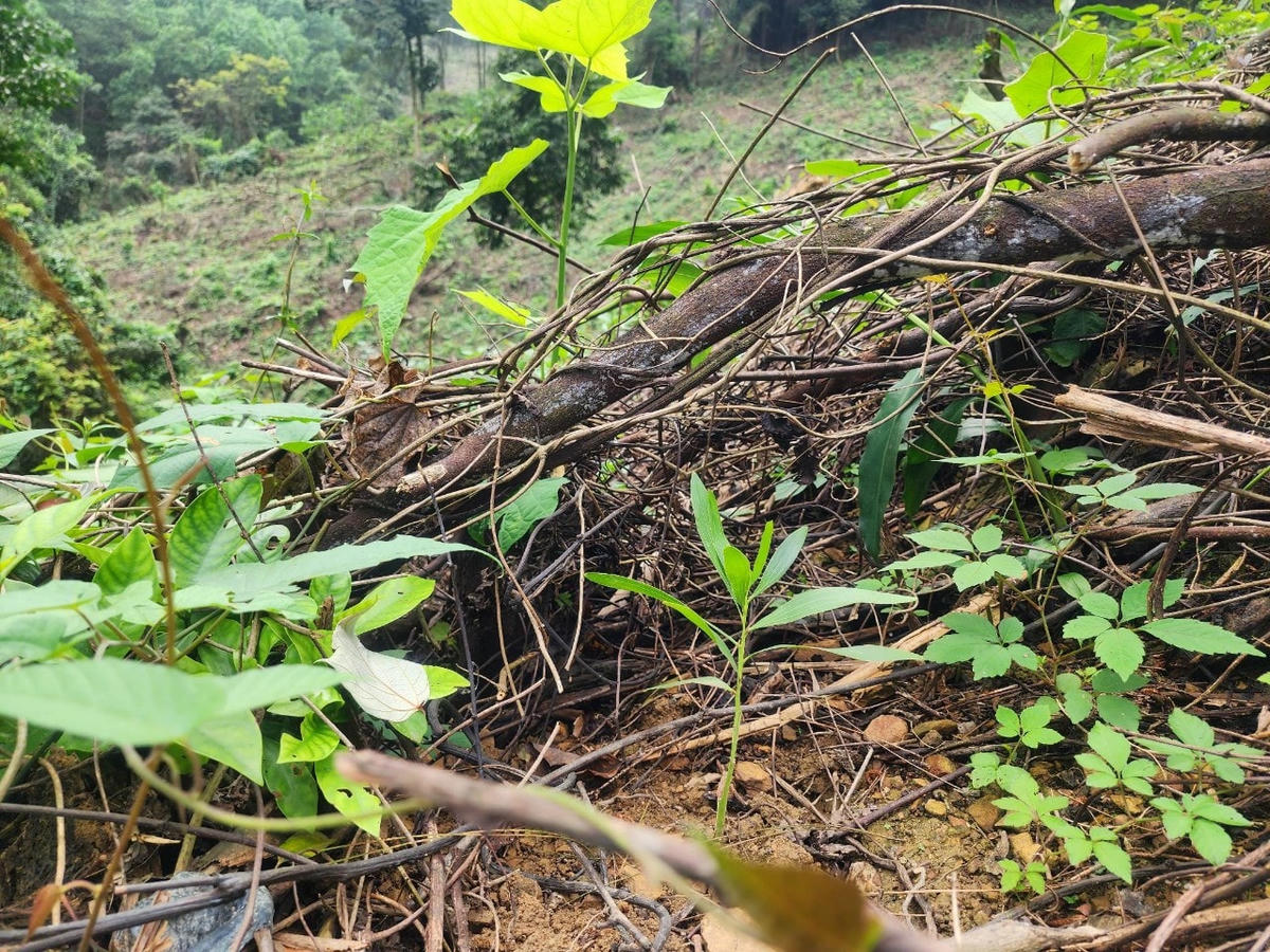 Diện tích rừng ở Tiểu khu 311 xã Cẩm Quan bị phá trước đó, người dân trồng keo lấn chiếm đất rừng.