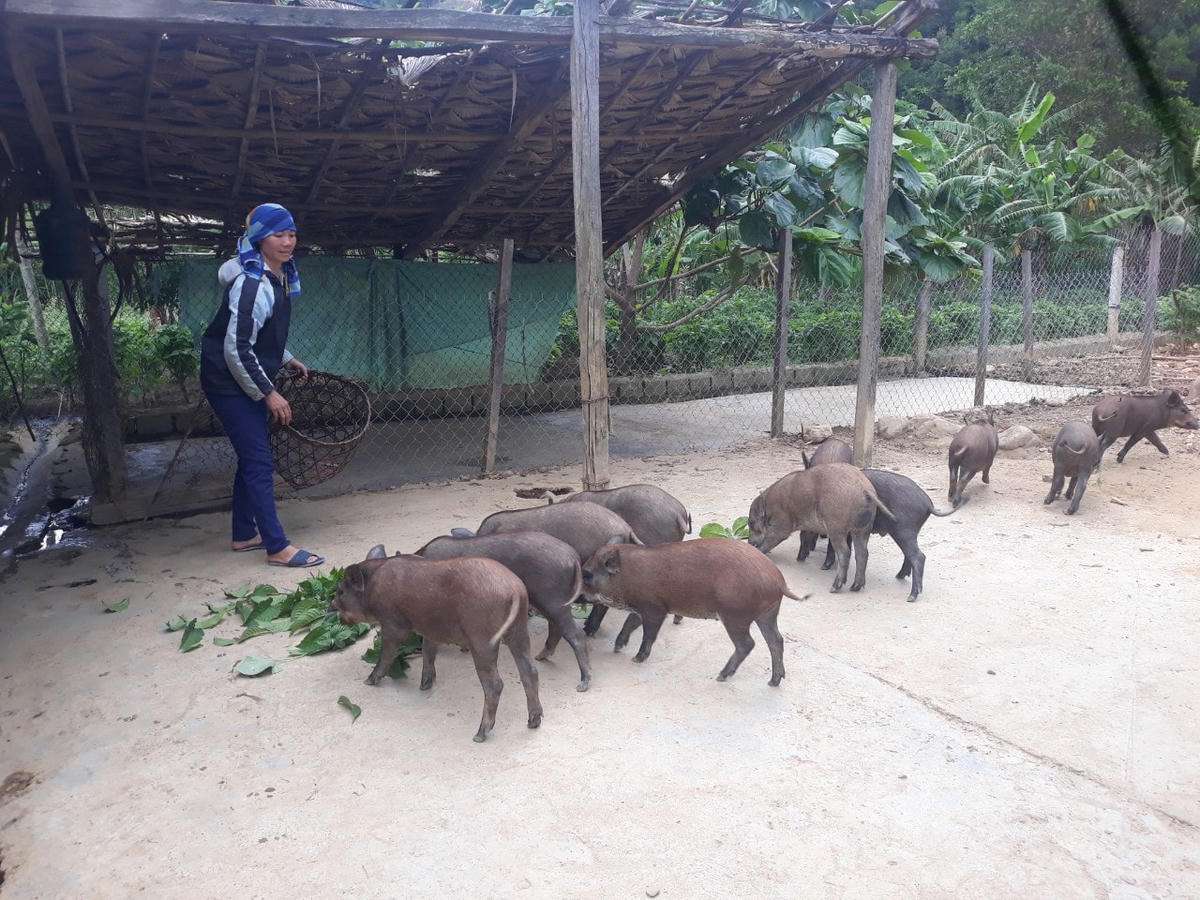 Chị Cao Thị Ngân (thôn Đặng Hóa, xã Hóa Sơn) chăm sóc đàn lợn rừng của gia đình. Ảnh: Thanh Hà.