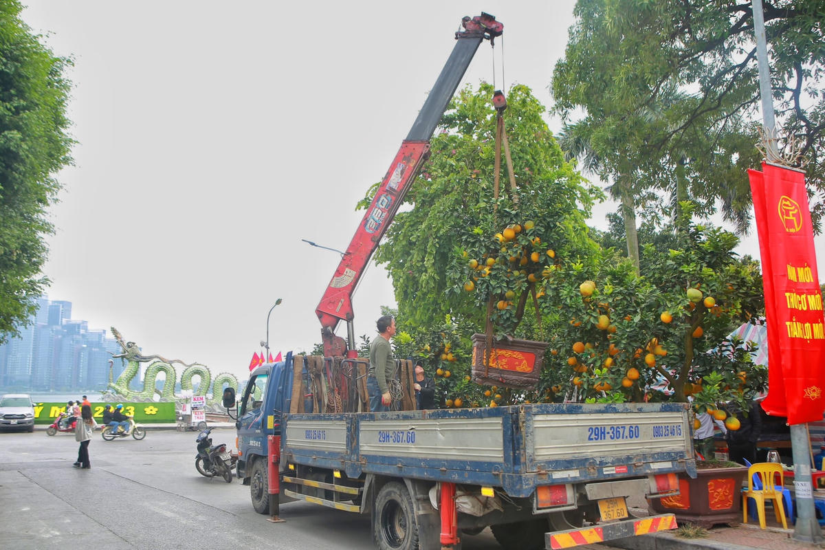 Chỉ còn nửa tháng nữa là đến Tết Nguyên đán Quý Mão 2023, thời điểm này nhiều nhà vườn đã bắt đầu bày bán những chậu bưởi cảnh trên đường Lạc Long Quân (Hà Nội).