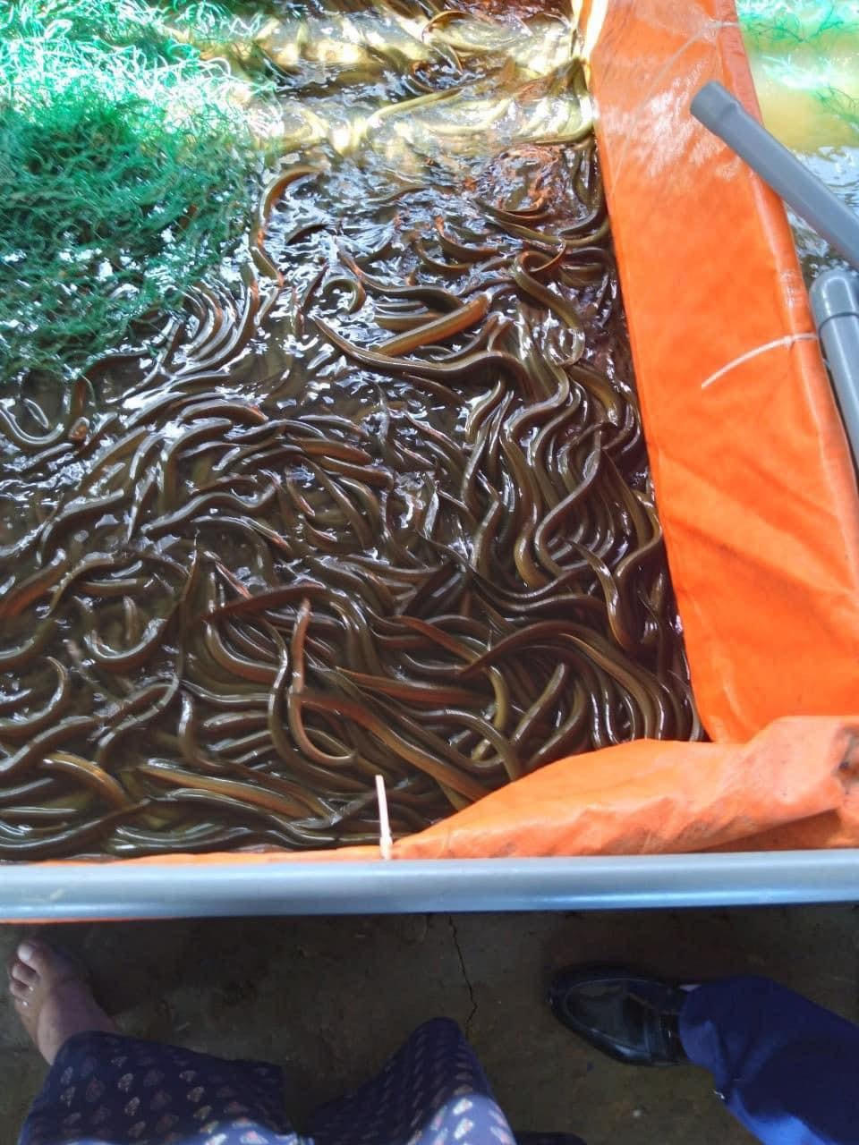 Đứng trước nguy cơ mất trắng, gia đình anh đã kêu gọi cộng đồng giải cứu.
