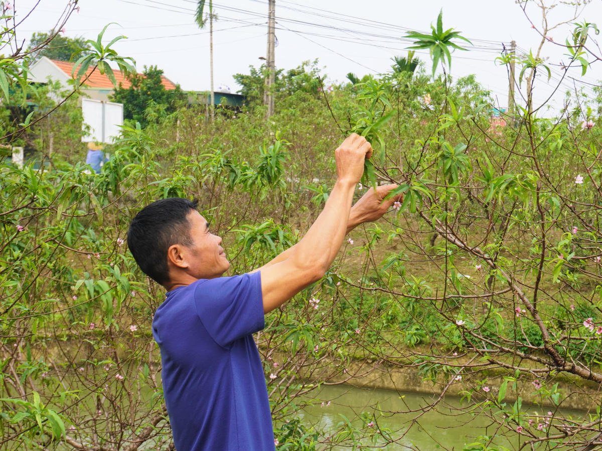 Đồng quan điểm với ông Hùng, anh Lê Văn Tuấn chia sẻ, nhà anh có 8 sào đất trồng đào, tuy nhiên chưa năm nào anh thấy thời tiết lại khắc nghiệt như năm nay. "Với diện tích như nhà tôi, trung bình dịp Tết hàng năm, trừ mọi chi phí gia đình cũng thu về khoảng 70 đến 100 triệu đồng. Tuy nhiên, năm nay, đào nở thành nhiều đợt và nở quá sớm. Từ đây đến Tết còn hơn một tháng, nếu cứ tiếp diễn như vậy thì đúng là không còn cây nào để bán”, anh Tuấn nói