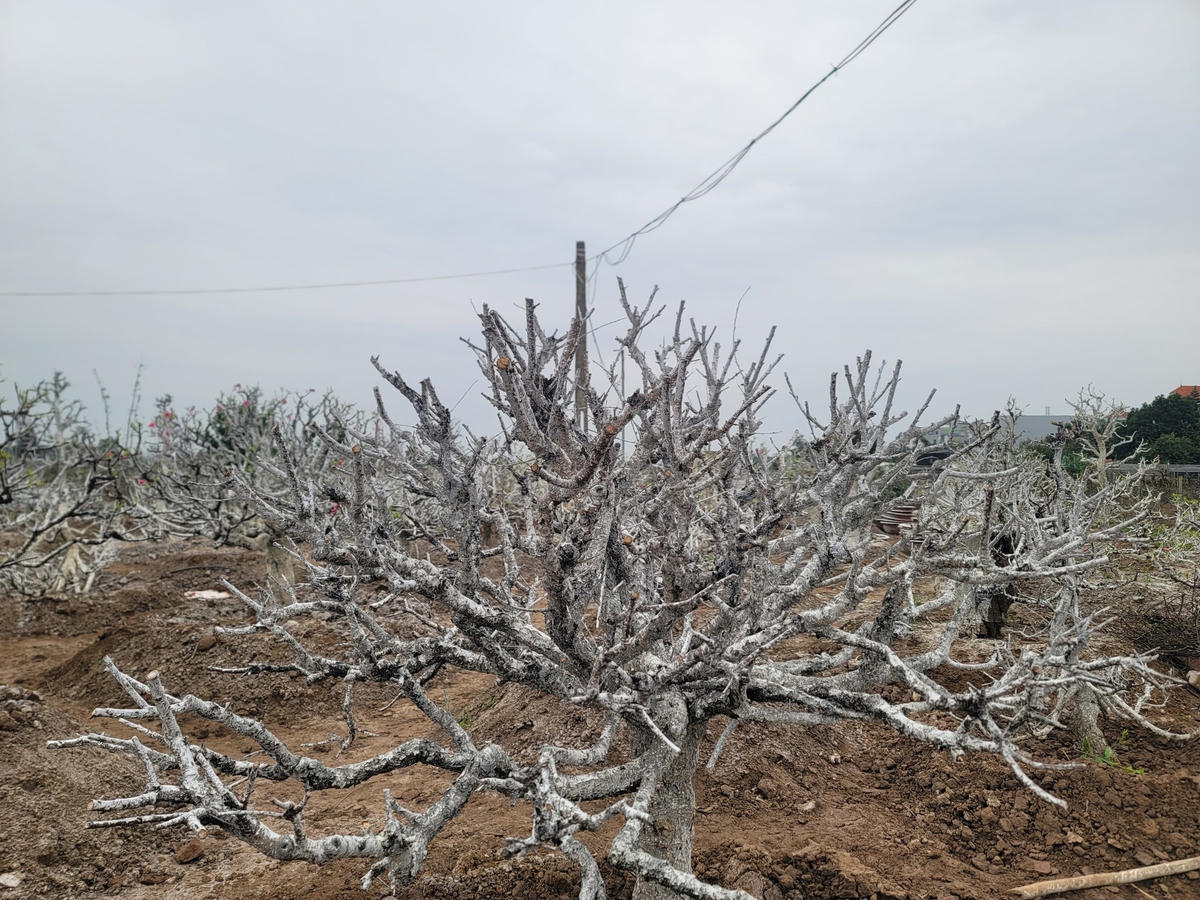 Nhìn xa không khác gì phủ lớp tuyết trắng xoá.