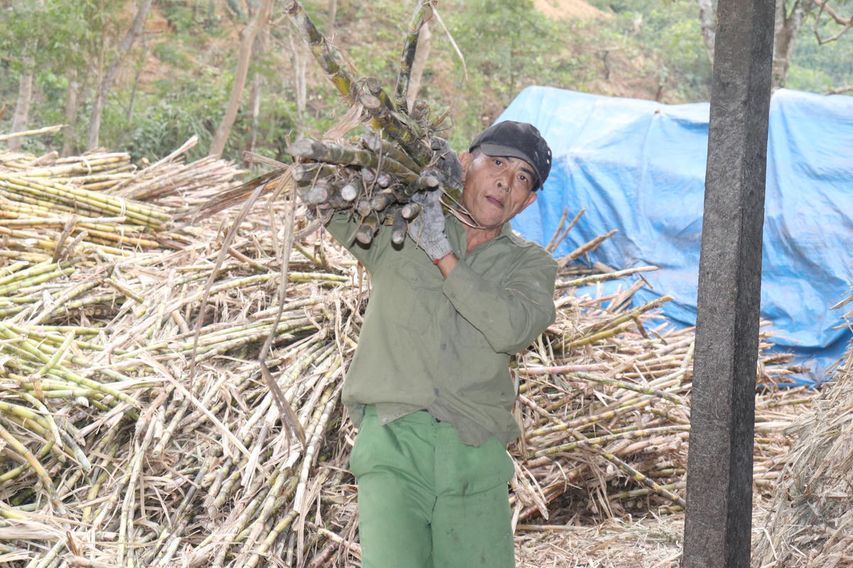 Có mặt tại "thủ phủ" mật mía Kim Tân, huyện Thạch Thành những ngày cận Tết, không khí đầu tiên chúng tôi cảm nhận được là sự hối hả, tấp nập khi các hộ gia đình ra sức nấu mật mía để chuẩn bị hàng cho thương lái mang đi bán trong dịp Tết..