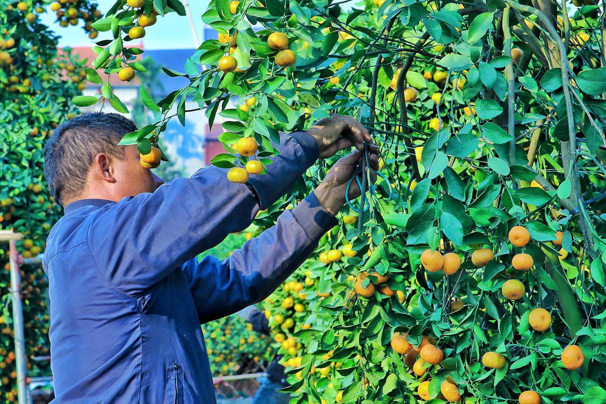 Từng cây quất đều được chăm sóc vô cùng nghiêm ngặt mới có thể đưa ra thị trường.