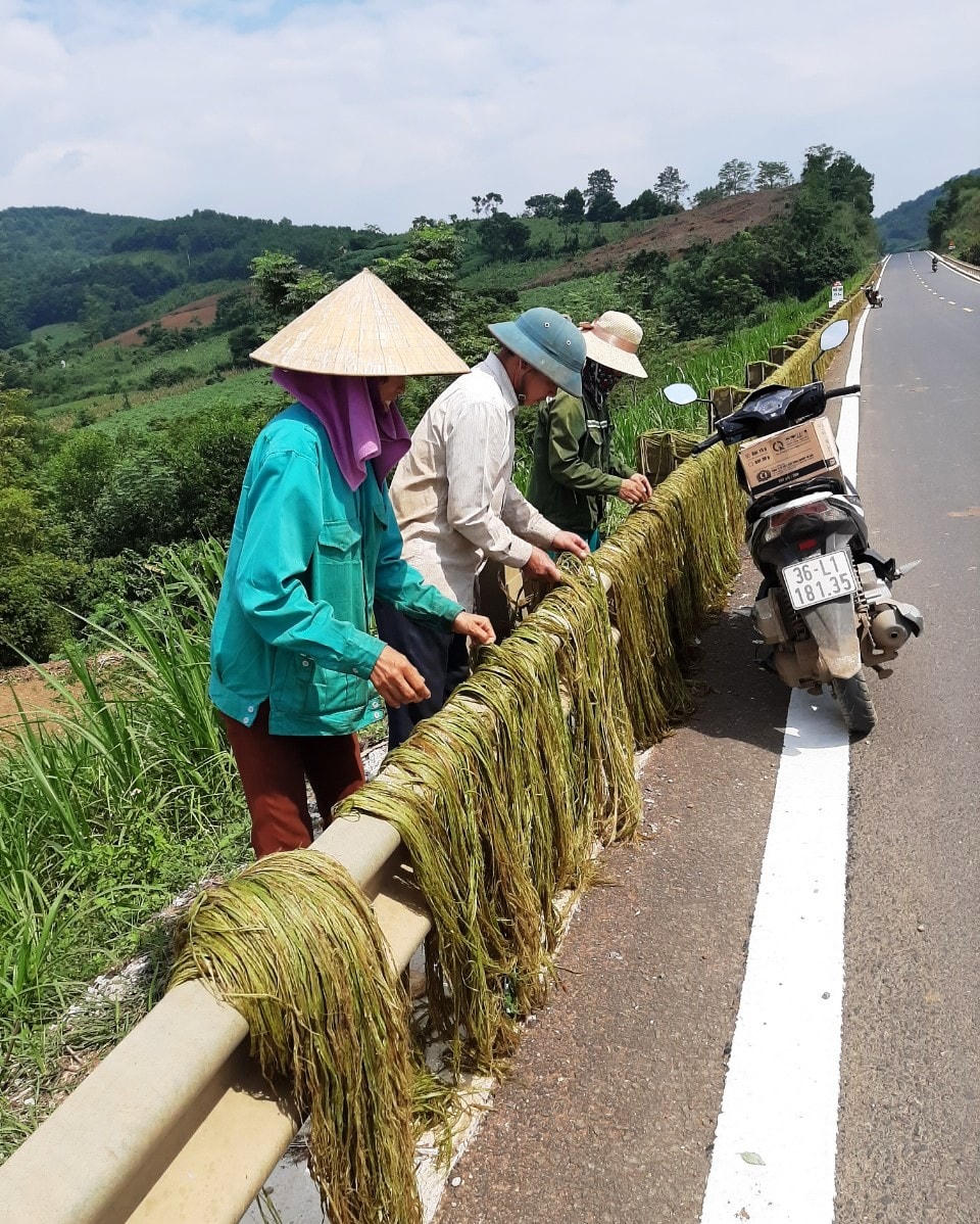 Để phát triển cây gai xanh trở thành vùng nguyên liệu lớn, việc đưa cơ giới hóa vào áp dụng để giảm sức lao động cũng là một giải pháp mang tính cấp bách.