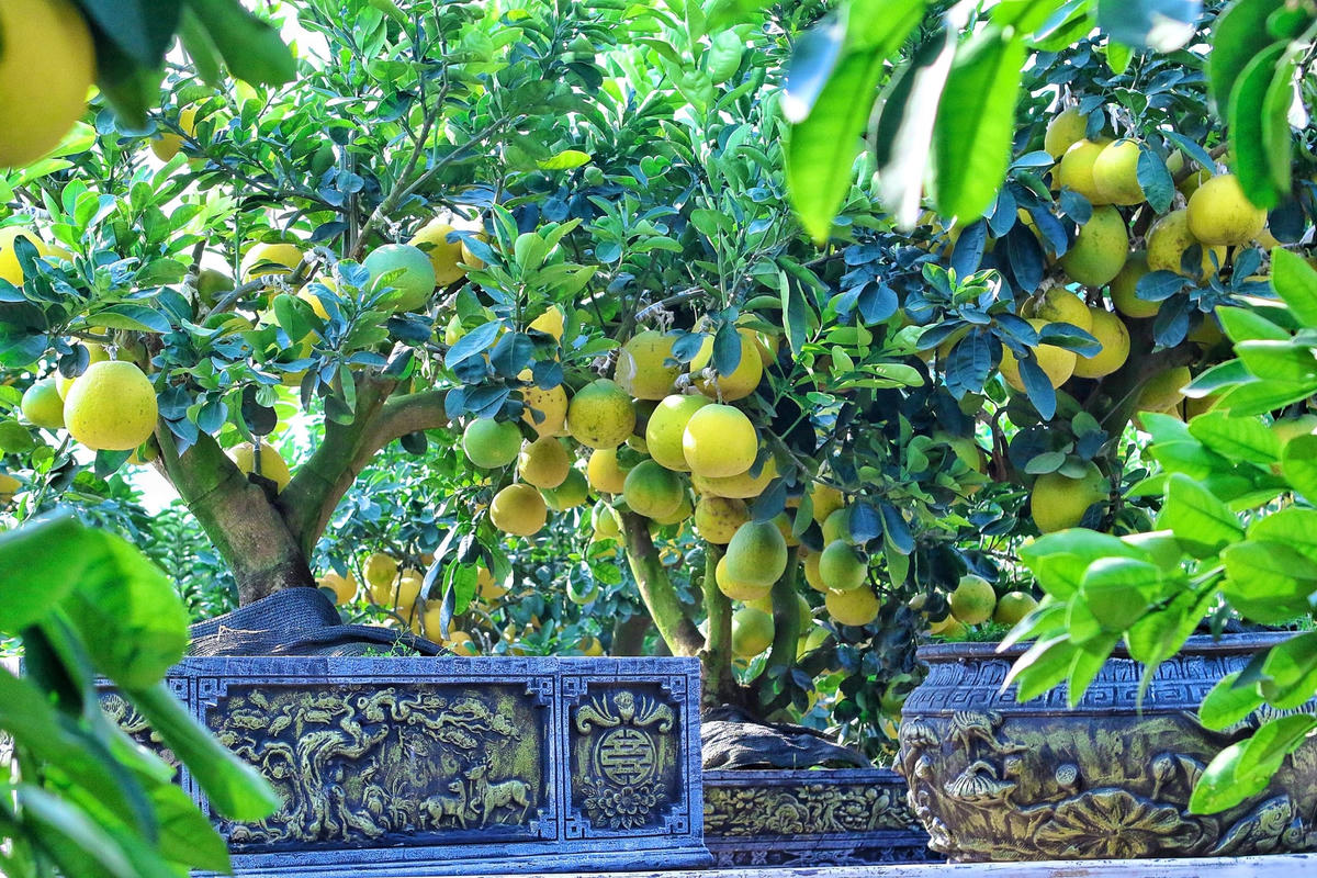 Những cây bưởi sai trĩu quả.