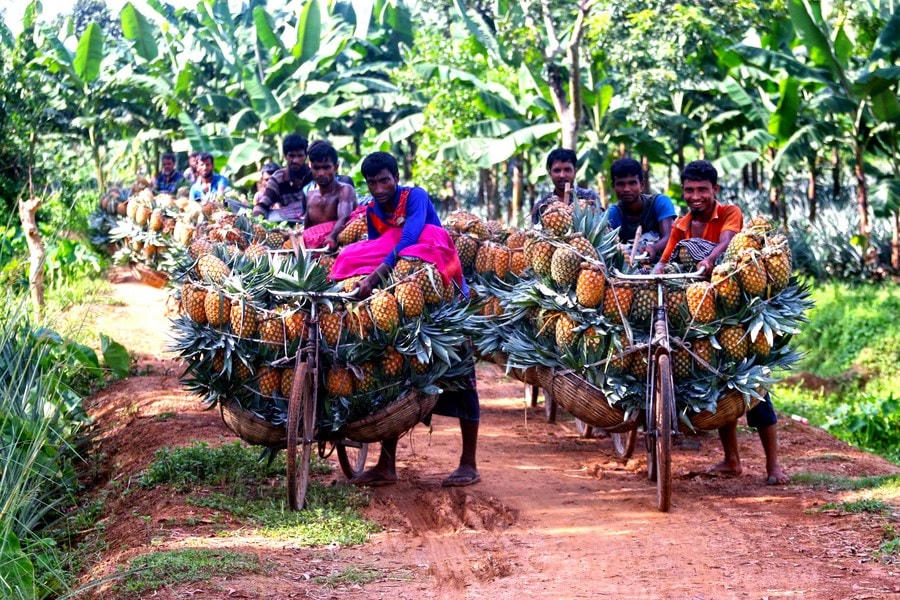 Nông dân vận chuyển dứa đến một chợ bán buôn ở Tangail, Bangladesh. Ảnh: Tân Hoa Xã.