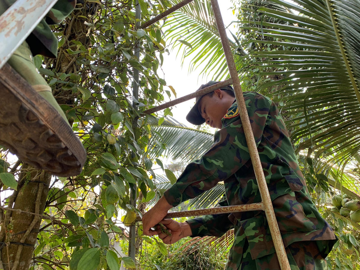 Một chiến sĩ gia cố thang chuẩn bị thu hoạch tiêu giúp nông dân Châu Đức. (Ảnh: T.Bình).