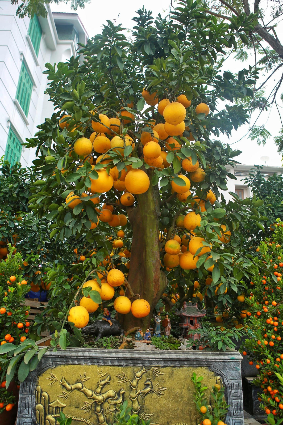 Cây bưởi cảnh có 60 năm tuổi được chủ vườn để giá 120 triệu đồng.