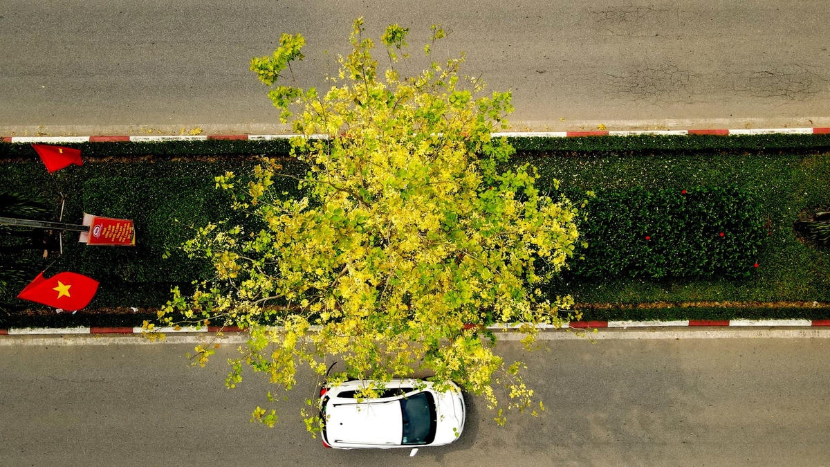 Góc phố vàng rực hoa muồng hoàng yến trong nắng hè. Ảnh: Cẩm Kỳ