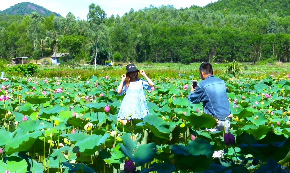 Một số bạn trẻ chụp ảnh trên cánh đồng sen.