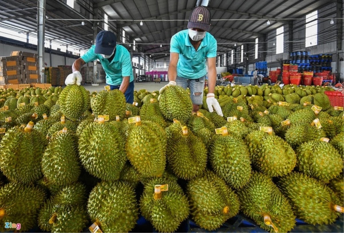 Xuất khẩu sầu riêng đã gần đạt 1 tỷ USD.