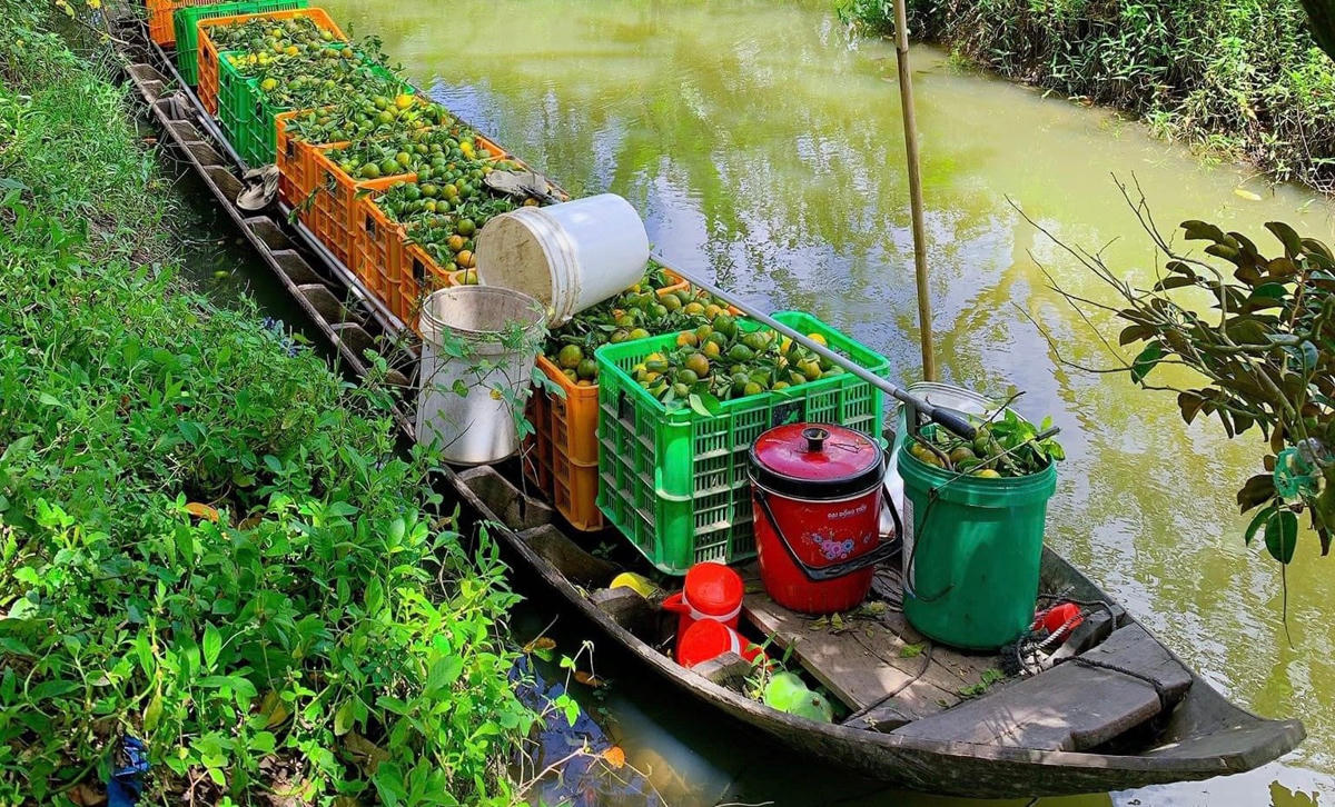 Quýt có thể cho thu hoạch liên tục trong 2-3 tháng. Mỗi đợt hái cách nhau chừng 10 ngày.