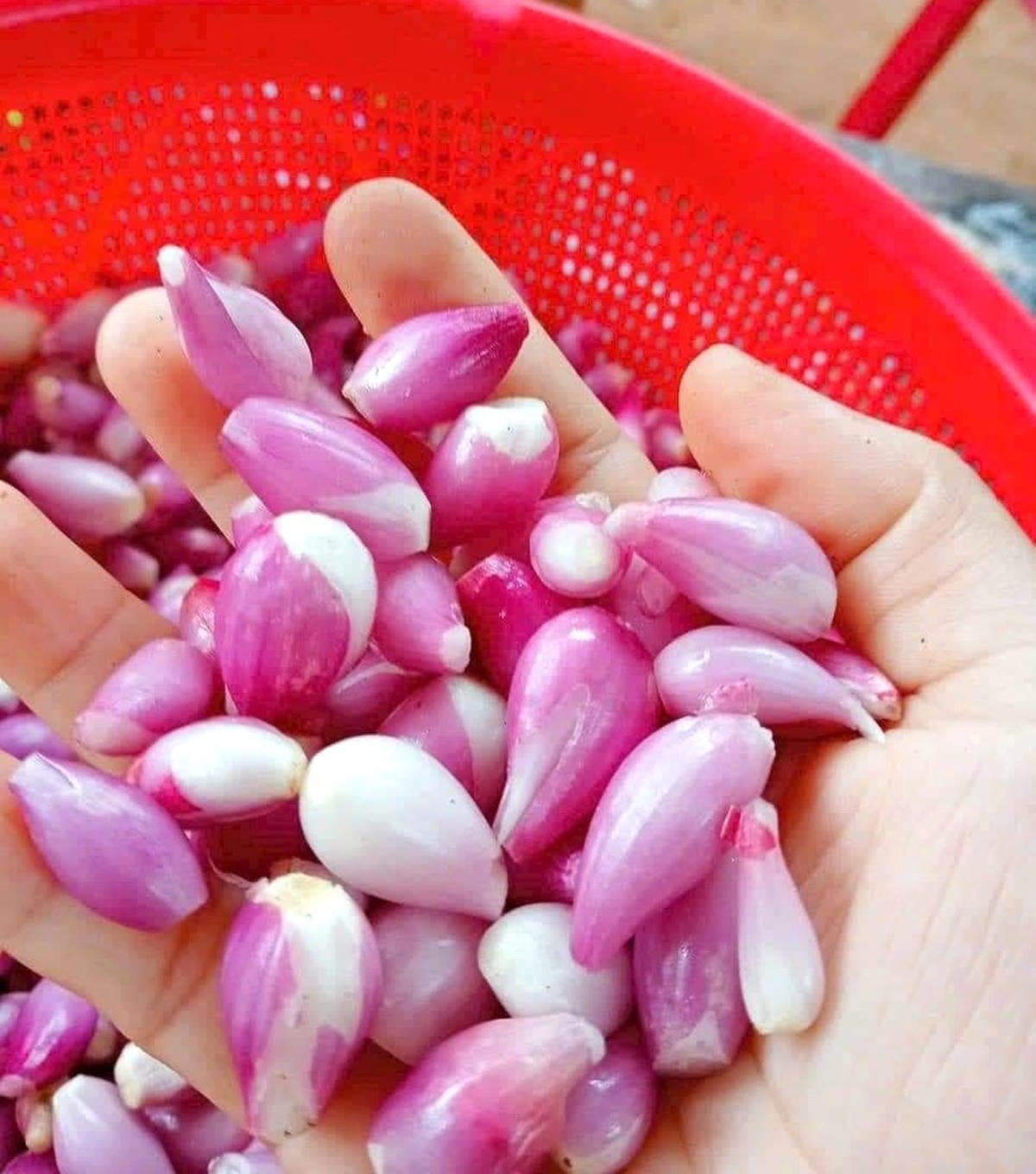 Củ hành tím được nhiều gia đình ưa dùng để làm gia vị trong thức ăn.