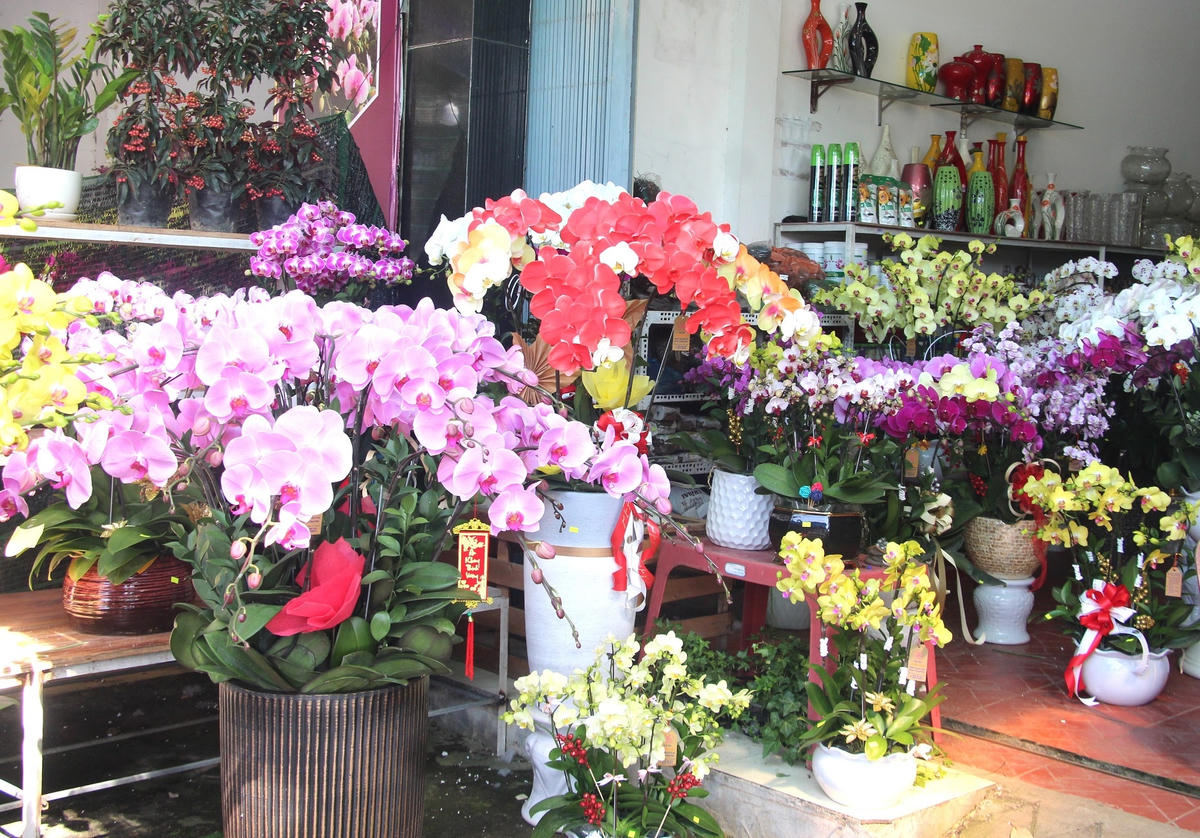 Nhiều chậu hoa lan tiền triệu trưng bày để bán.