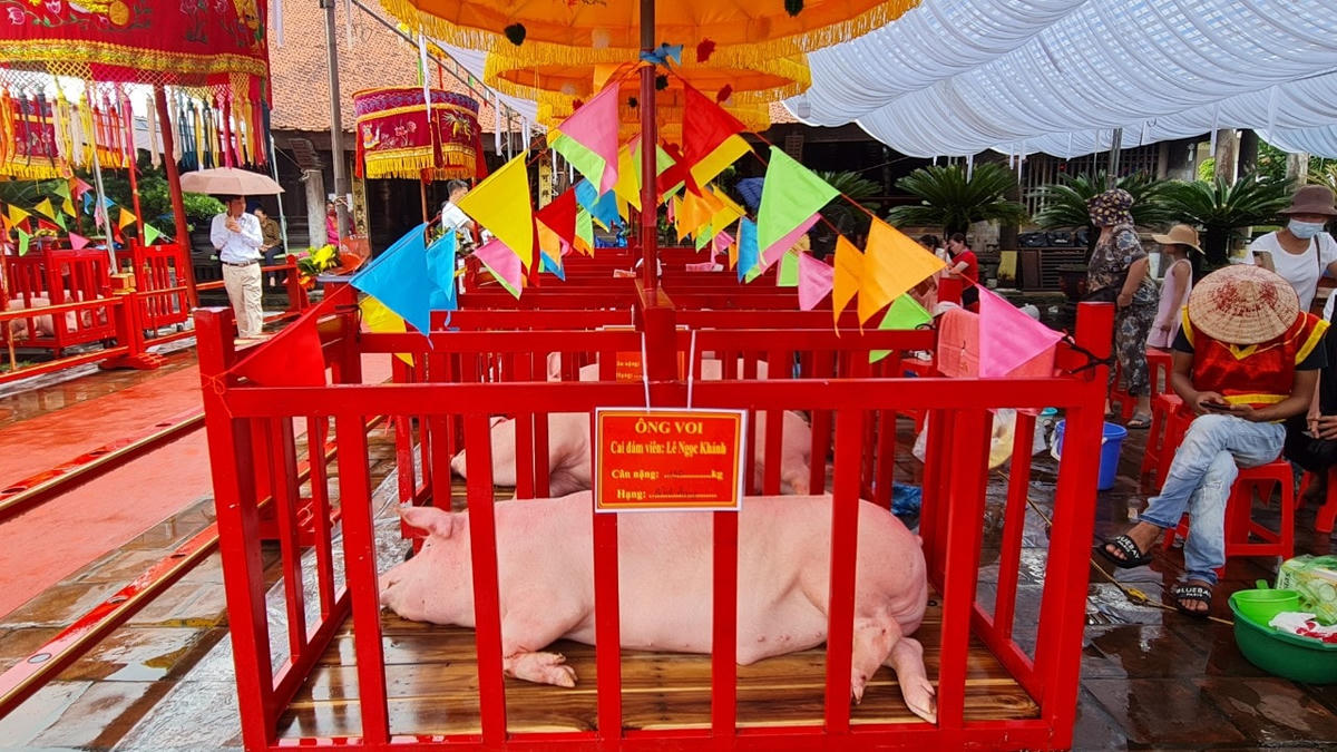 Ông Voi được tắm rửa sạch sẽ ra xếp thành hai hàng trước sân đình để chầu thần. 