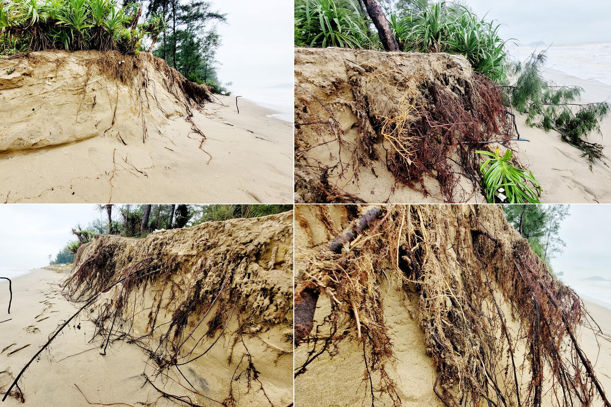 Tình trạng triều cường và sóng biển lớn làm sạt lở đất, cuốn đổ sập cây phi lao phòng hộ chắn sóng trước đê ở dọc ven biển xảy ra ngày càng phức tạp, nghiêm trọng, ăn sâu vào gần tuyến đê nhưng chưa có cách nào để khắc phục, ngăn chặn hiệu quả.