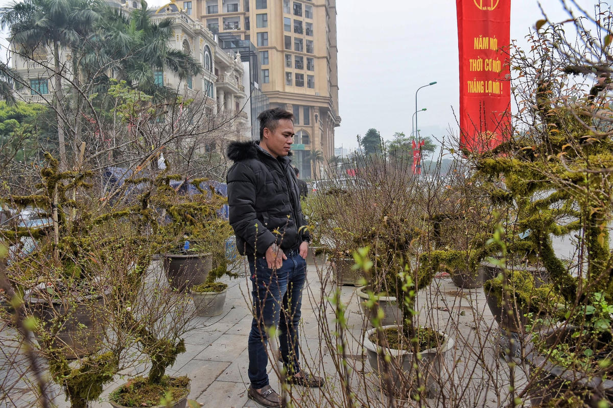 Nhất chi mai là loài cây quý được xếp vào nhóm tứ quý, đại diện cho bốn mùa "tùng-trúc-cúc-mai”.