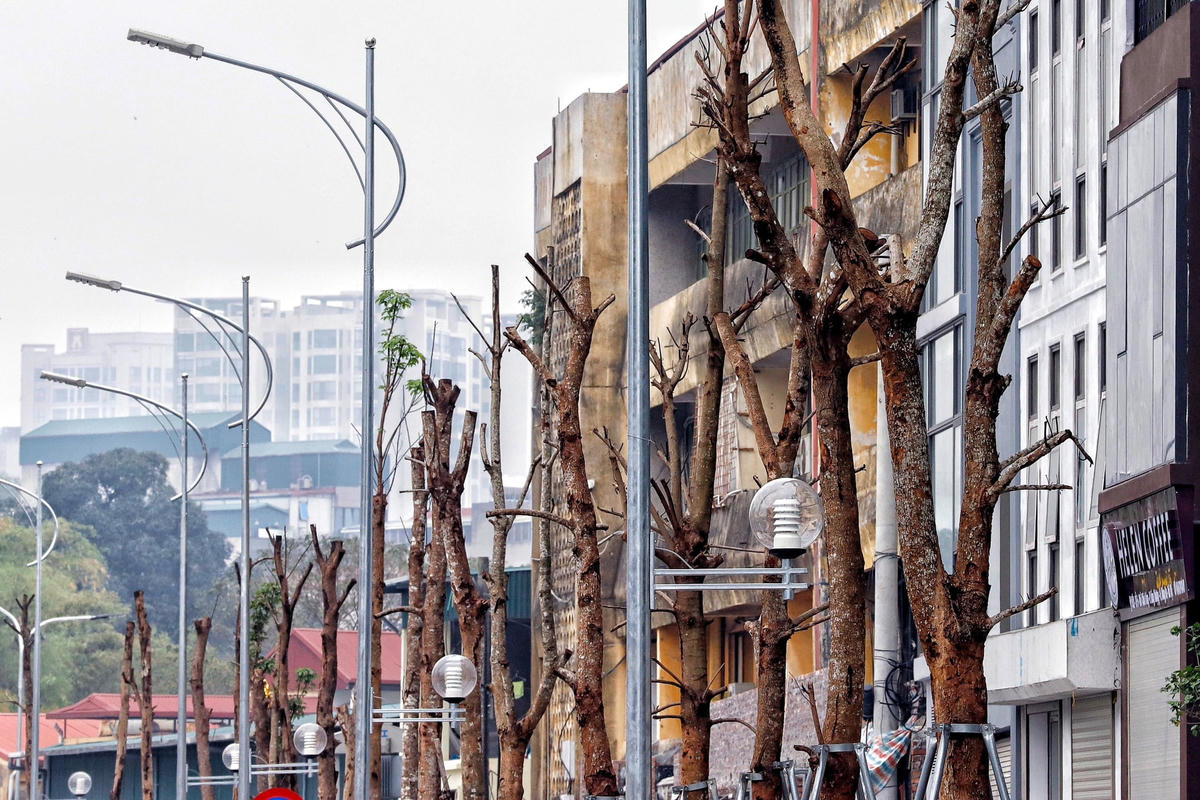 Song, dự án mới chỉ đi vào hoạt động được khoảng 2 tháng thì hàng loạt cây xanh trên tuyến đường này bắt đầu có dấu hiệu khô héo, trơ trụi, dần mất đi sự sống khiến người dân khu vực này lo lắng.