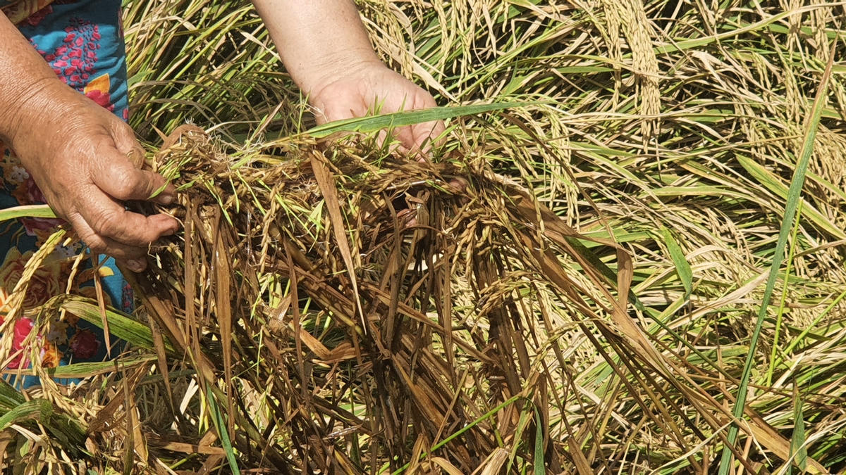 Lúa quá ngày thu hoạch không có máy cắt ngã đổ, lên mọng.