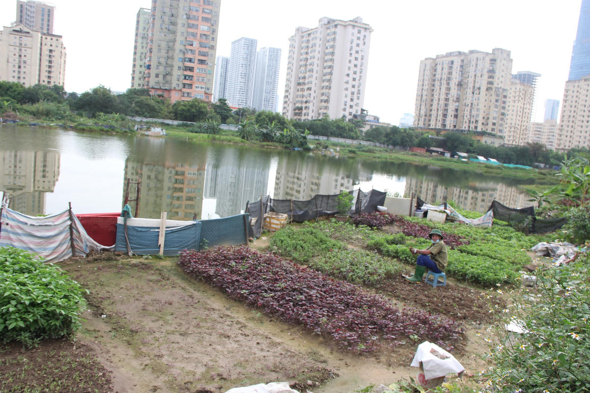 Đặc biệt nhiều diện tích đất, mặt hồ được người dân tận dụng trồng rau, trồng chuối, nuôi vịt và thả cá.