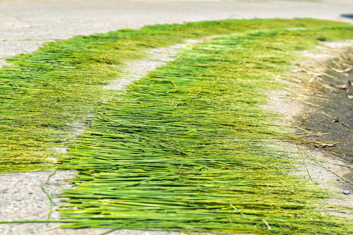 Những phần lúa đã được lấy hết hạt được phơi khô để buộc các gói cốm, tạo sự thân thuộc đối với người dân Việt Nam.