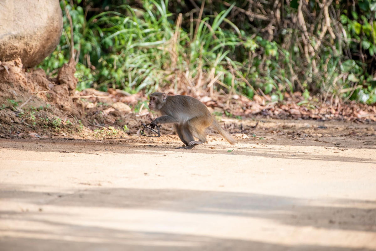 Động vật hoang dã tiếp tục dính bẫy kẹp ở Khu bảo tồn thiên nhiên Sơn Trà