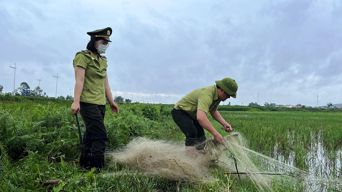 Lực lượng Kiểm lâm cắt bỏ các bẫy lưới giăng trên đồng.