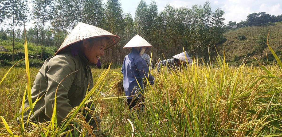 Người Sán Chỉ ở Đại Dực có tập tục từ nhiều đời nay, là cứ đến mùa gặt thì tự các hộ trong làng xóm sắp xếp lịch gặt. Cao điểm nhất cả thôn cũng chỉ có 7 hộ gặt trong cùng một ngày. Nhà có 4 lao động thì chia ra tới gặt giúp cho 4 hộ, công việc gặt hái xong xuôi mới về, không cần chủ hộ phải cất lời nhờ vả.