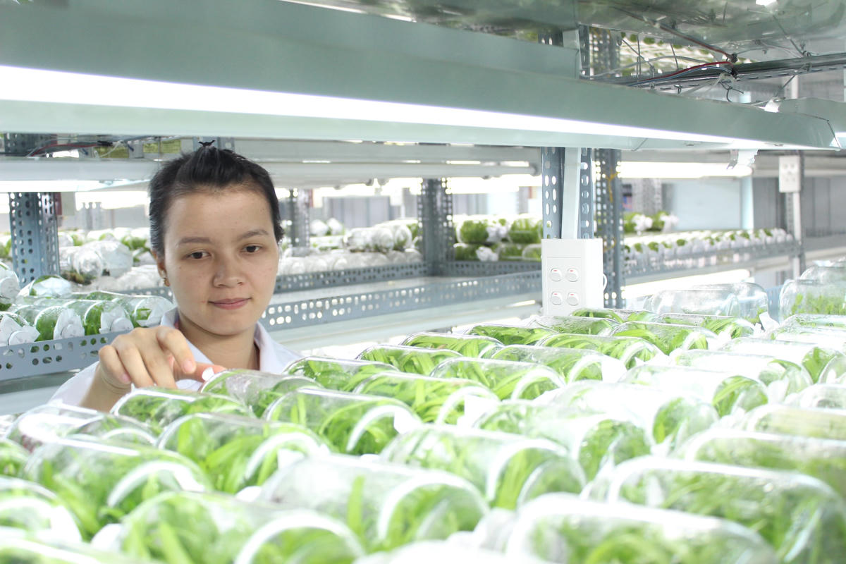 Để thâm nhập bền vững thị trường quốc tế, các sản phẩm buộc phải tuân thủ các quy chuẩn của từng nước nhập khẩu.